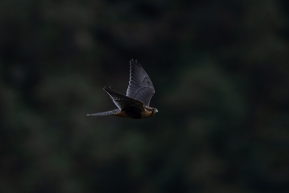 Faucon aplomado - ML647080235