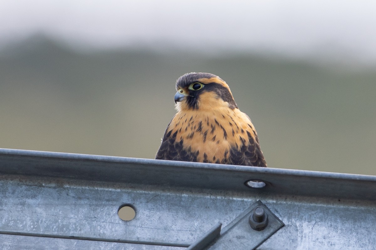 Faucon aplomado - ML647080236