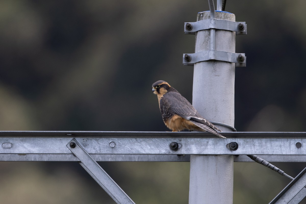 Faucon aplomado - ML647080237