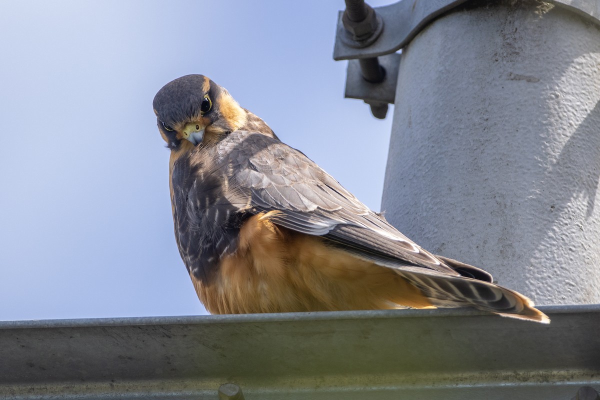 Faucon aplomado - ML647080238