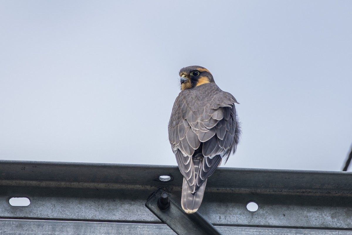 Faucon aplomado - ML647080240