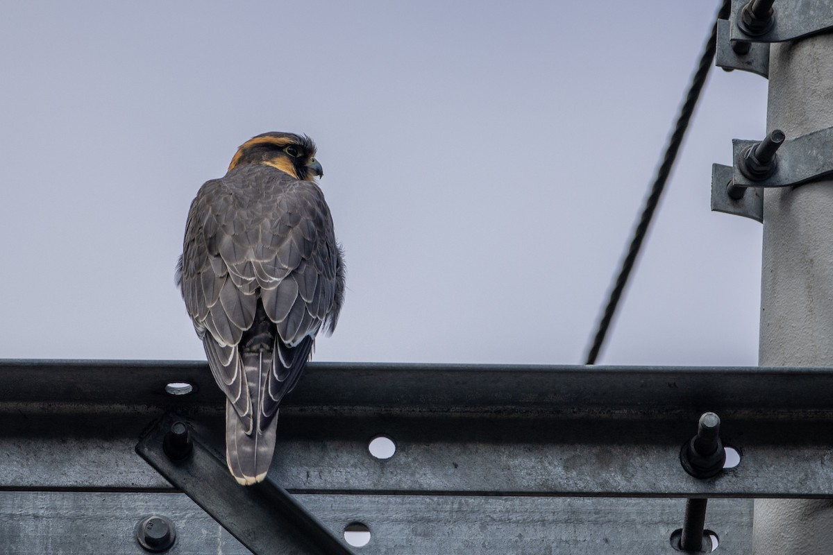 Faucon aplomado - ML647080241