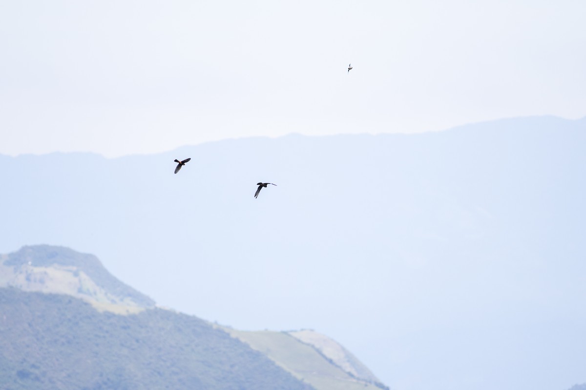 Faucon aplomado - ML647080242