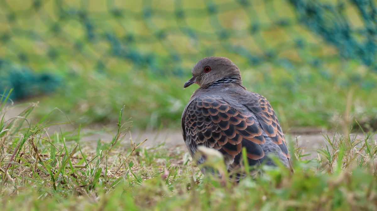 Oriental Turtle-Dove - ML647080244