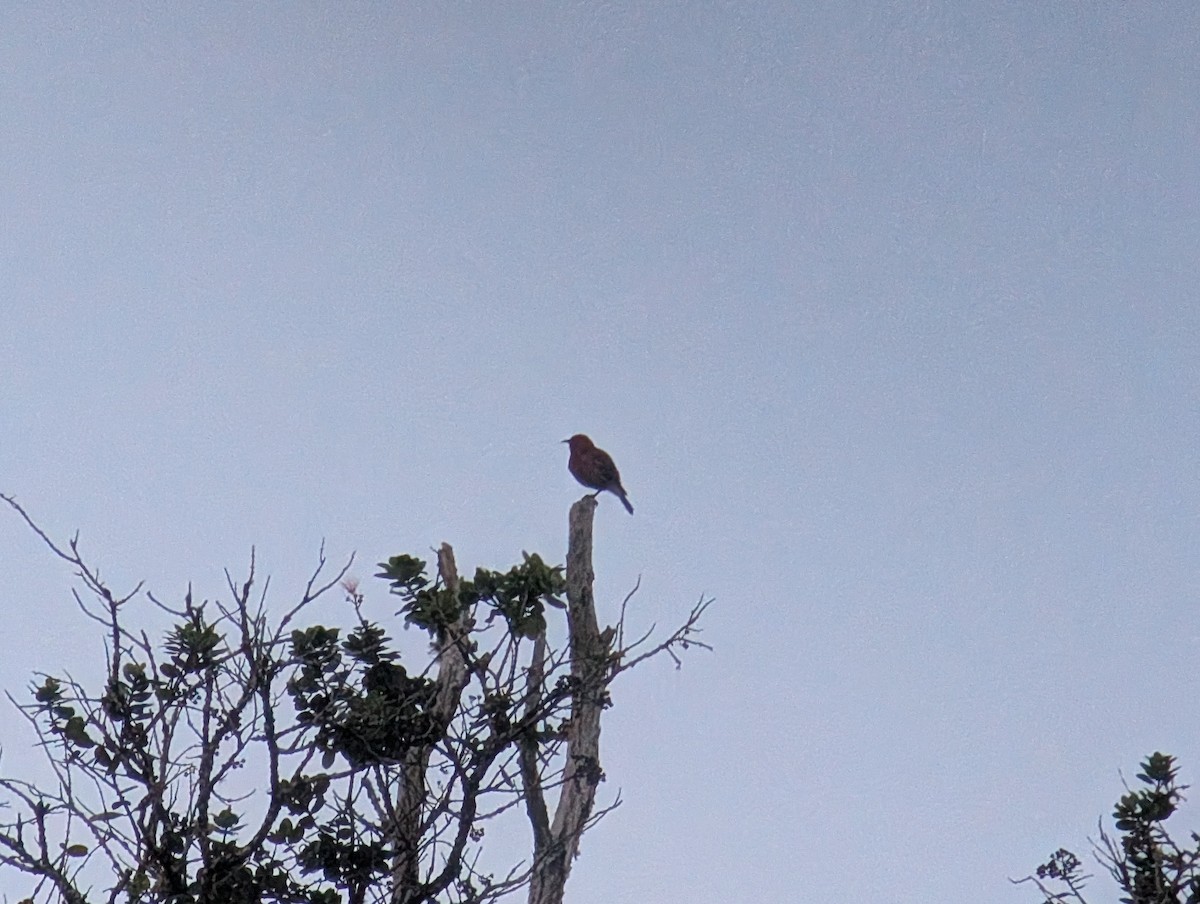 Apapanesi - ML647080246