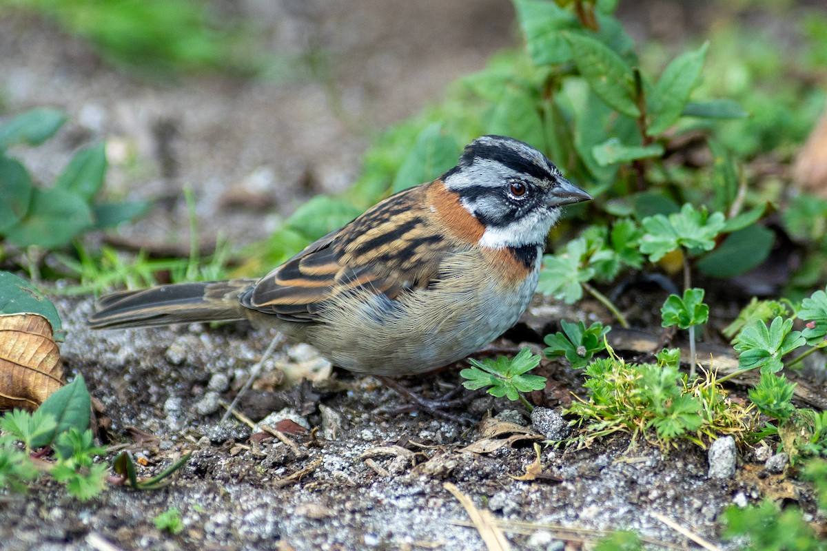 Bruant chingolo (groupe capensis) - ML647080262