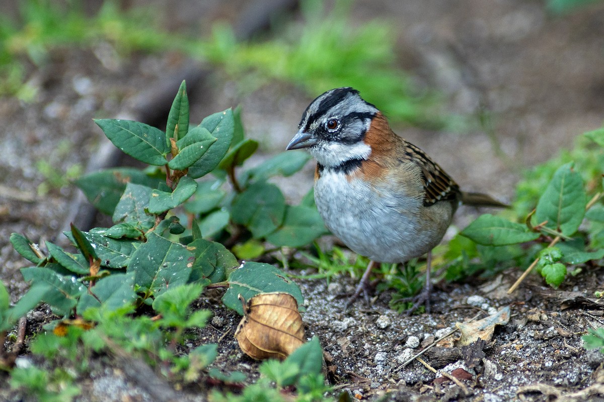 Bruant chingolo (groupe capensis) - ML647080263