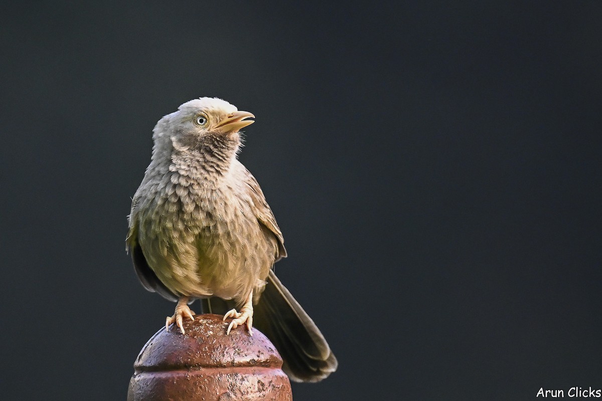 Yellow-billed Babbler - ML647080272