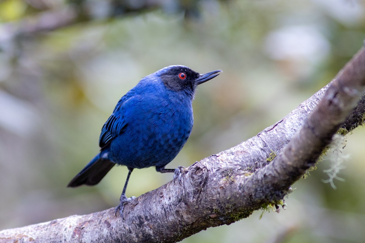 Percefleur masqué (groupe cyanea) - ML647080276