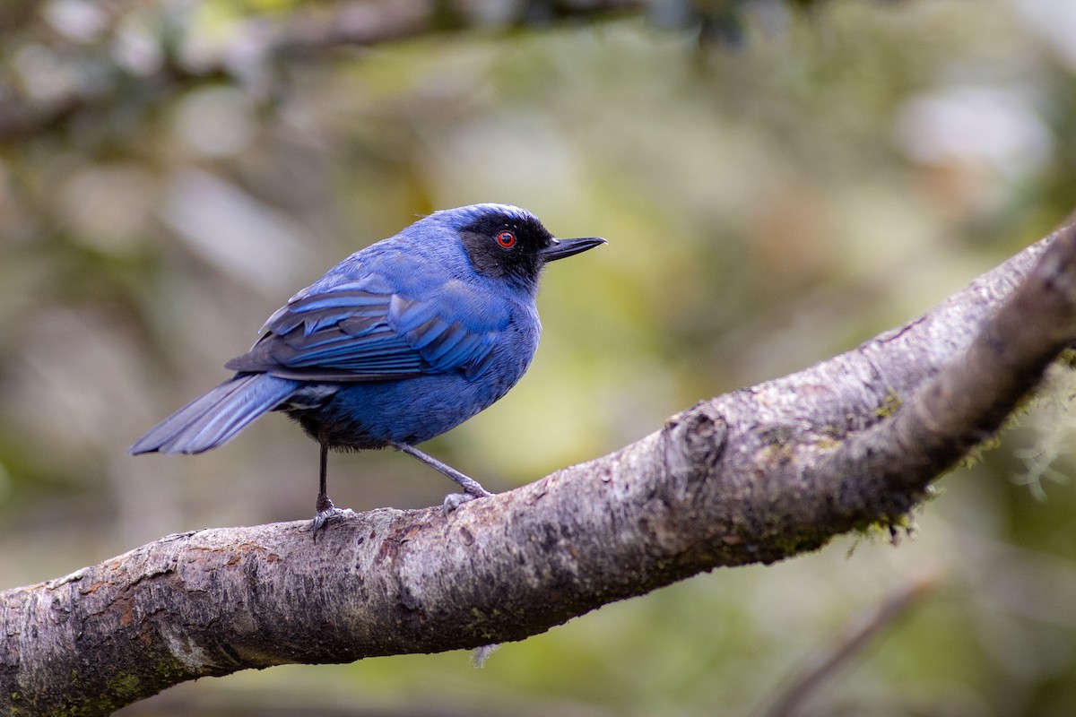 Percefleur masqué (groupe cyanea) - ML647080277