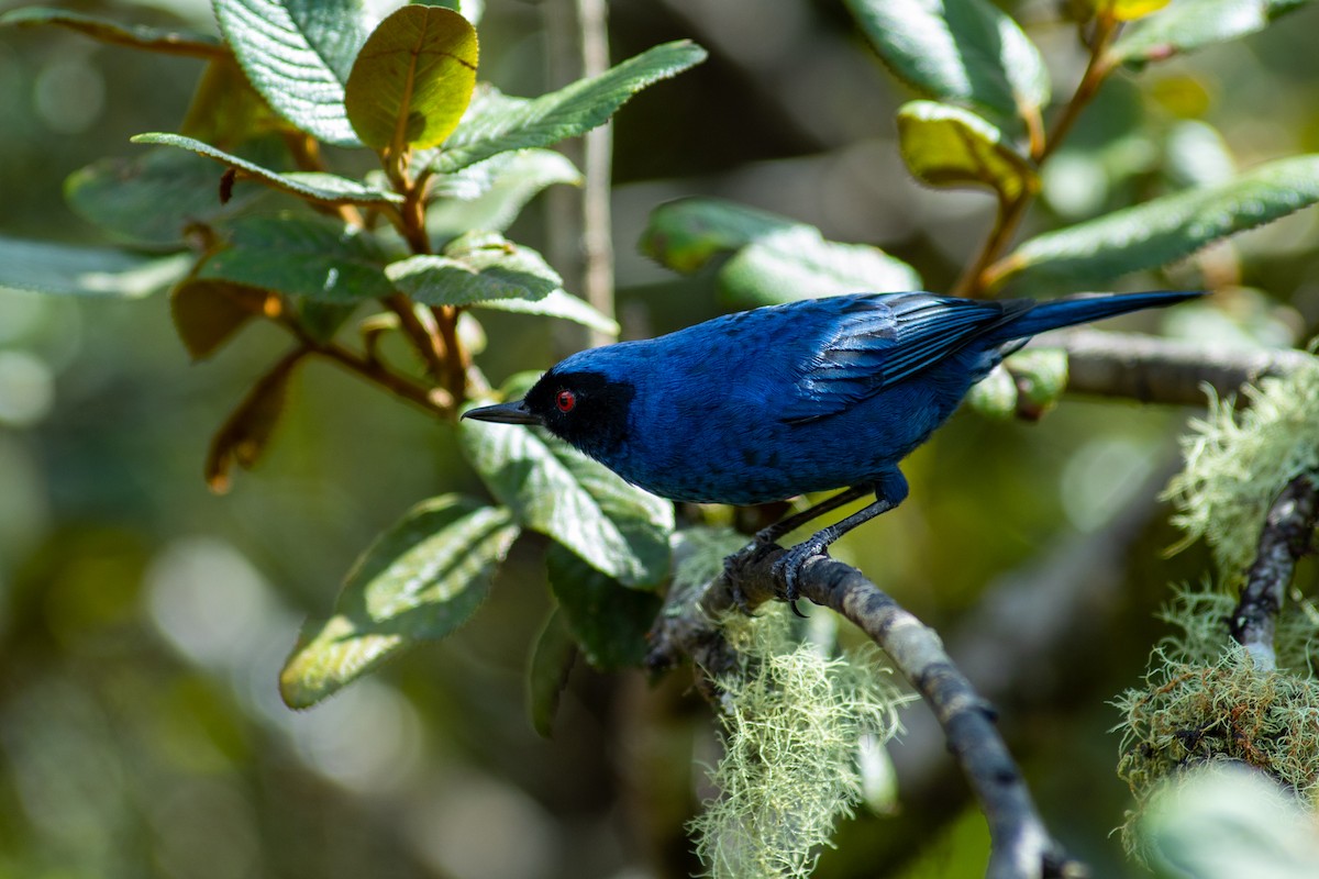 Percefleur masqué (groupe cyanea) - ML647080278