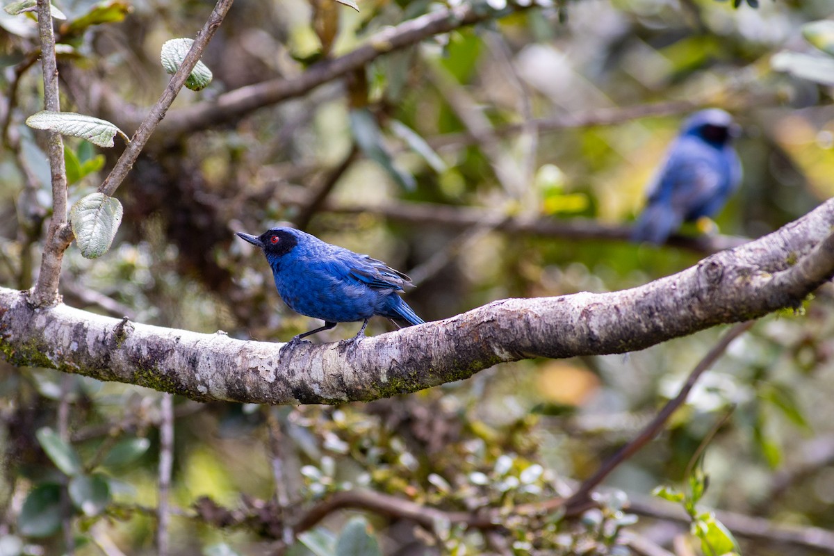 Percefleur masqué (groupe cyanea) - ML647080279