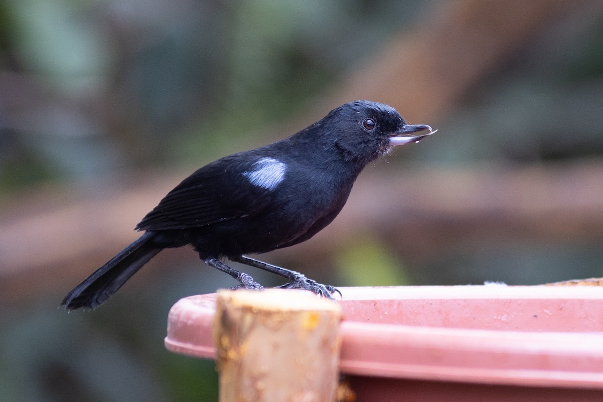 Percefleur de Lafresnaye - ML647080289