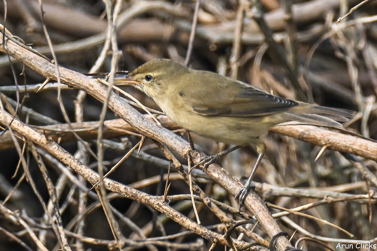 Садовая камышевка - ML647080295