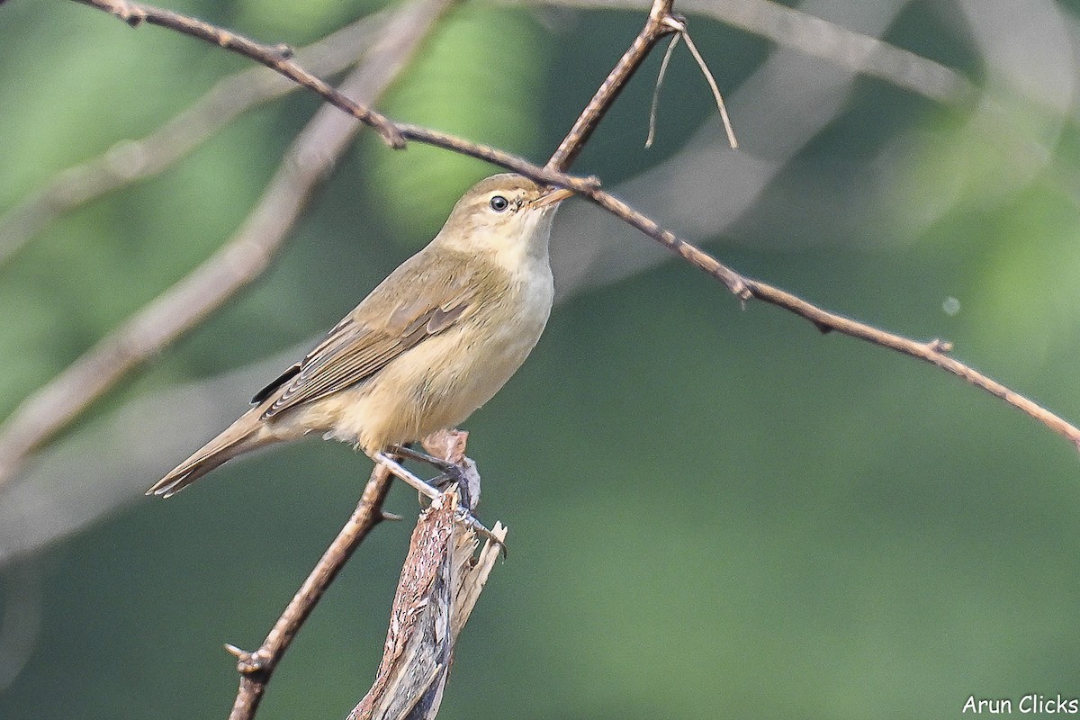 Садовая камышевка - ML647080296