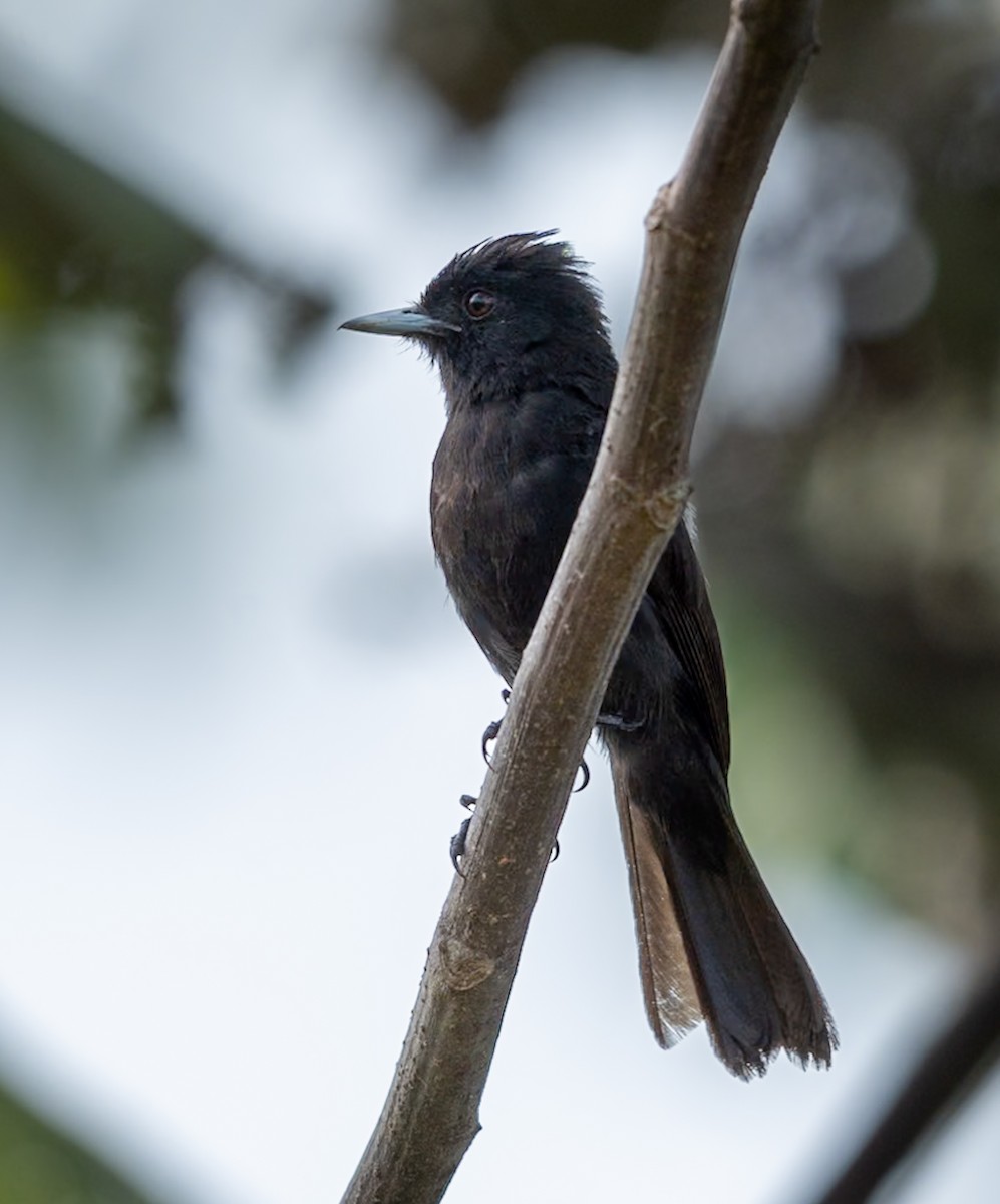 カワタイランチョウ - ML647080300