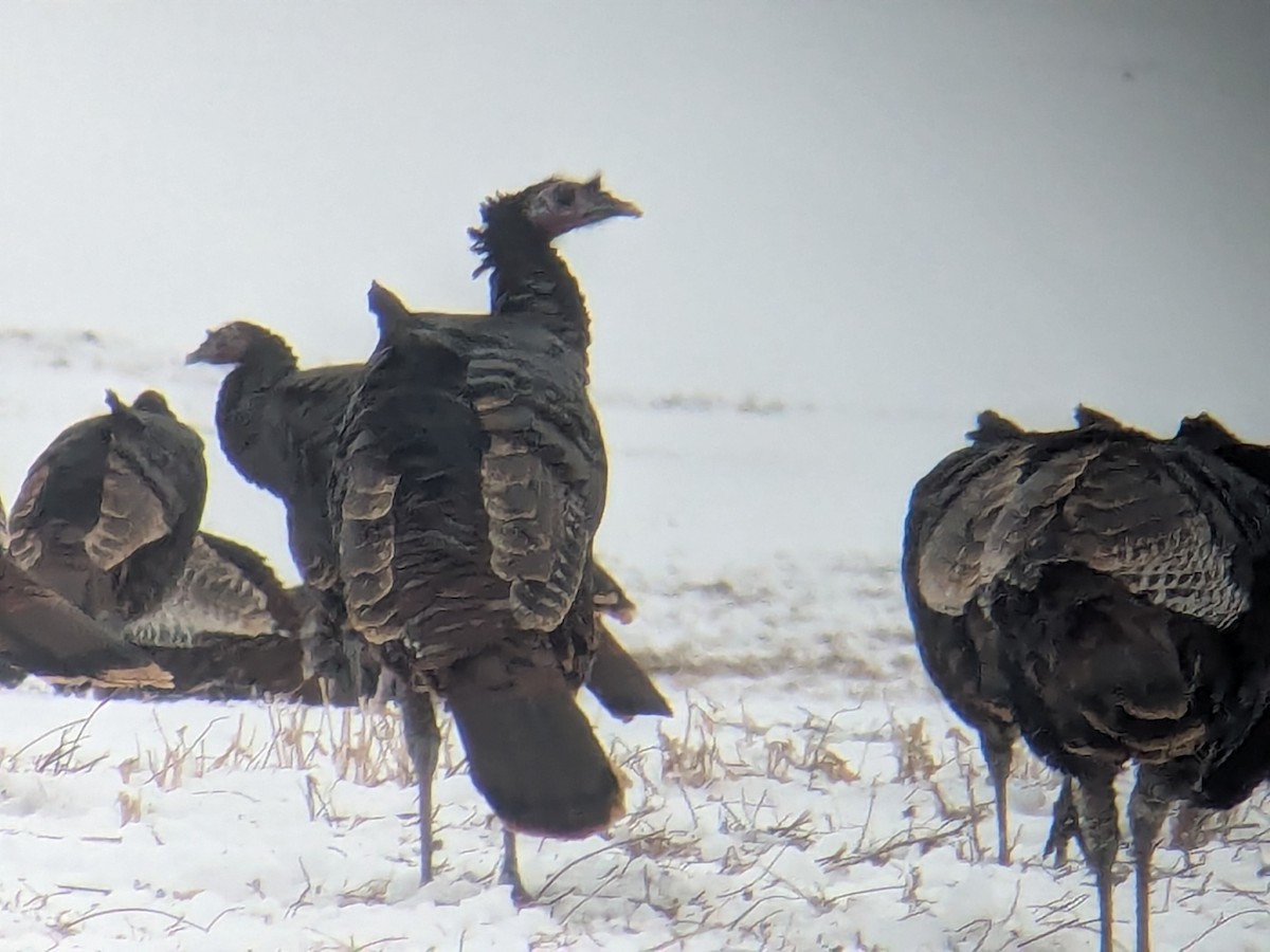 シチメンチョウ - ML647080305