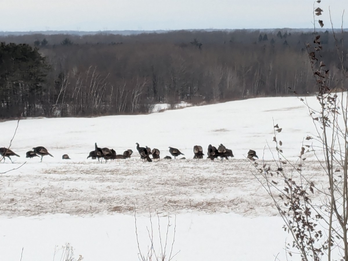 シチメンチョウ - ML647080306