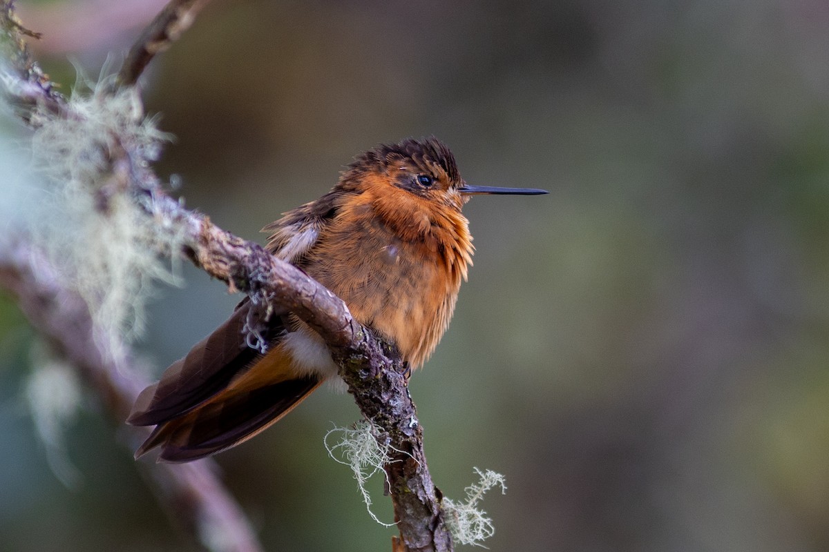 Colibri étincelant - ML647080312