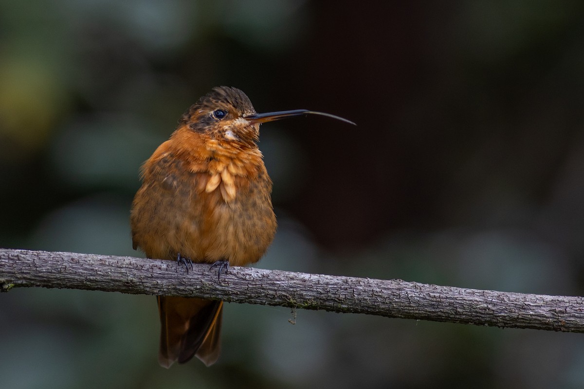 Colibri étincelant - ML647080313
