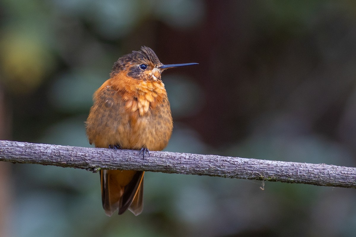 Colibri étincelant - ML647080314