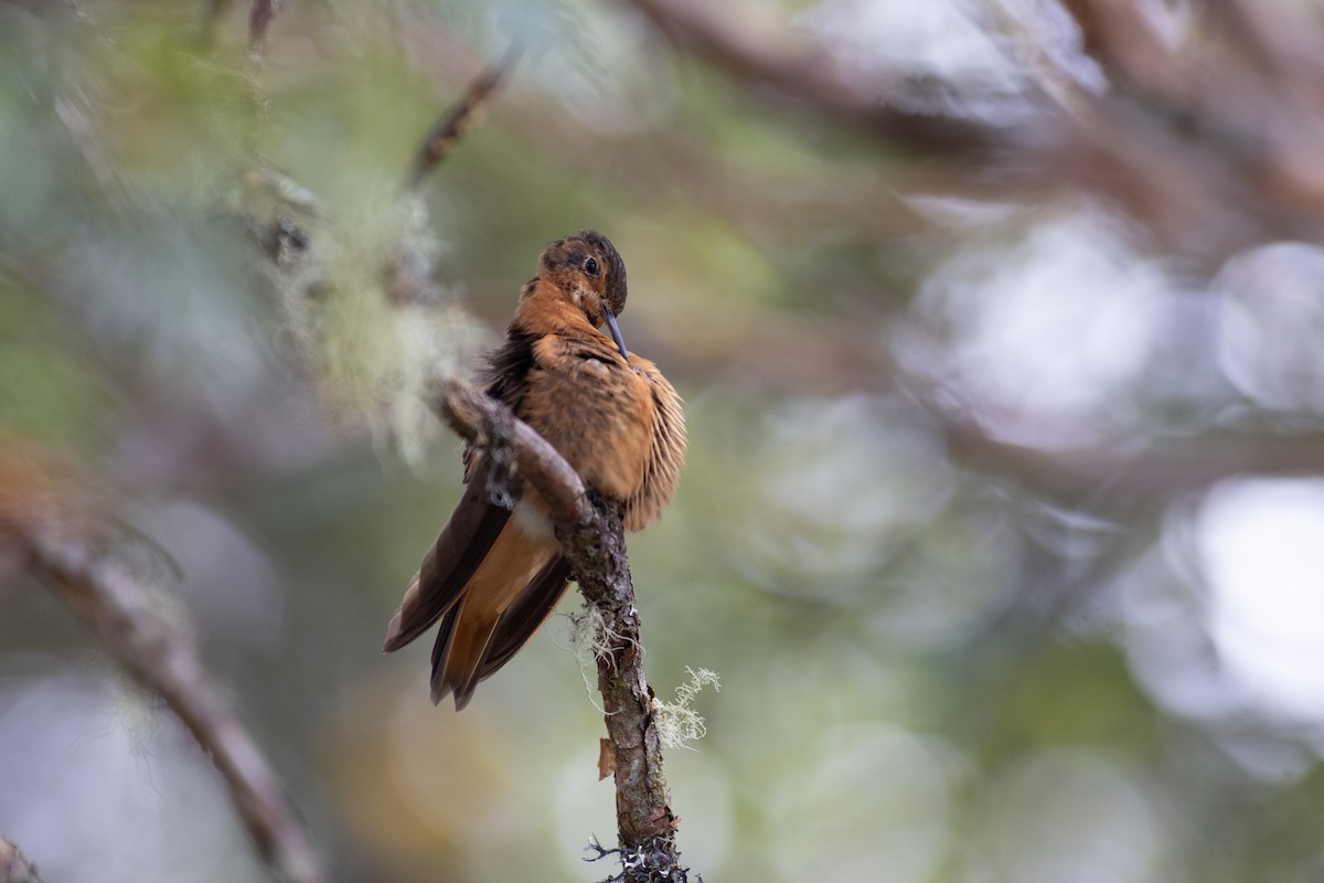Colibri étincelant - ML647080315