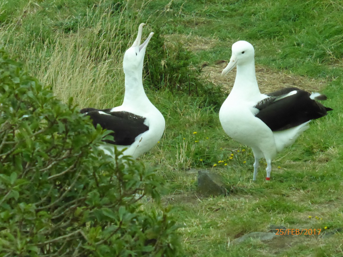 Northern Royal Albatross - ML647080316