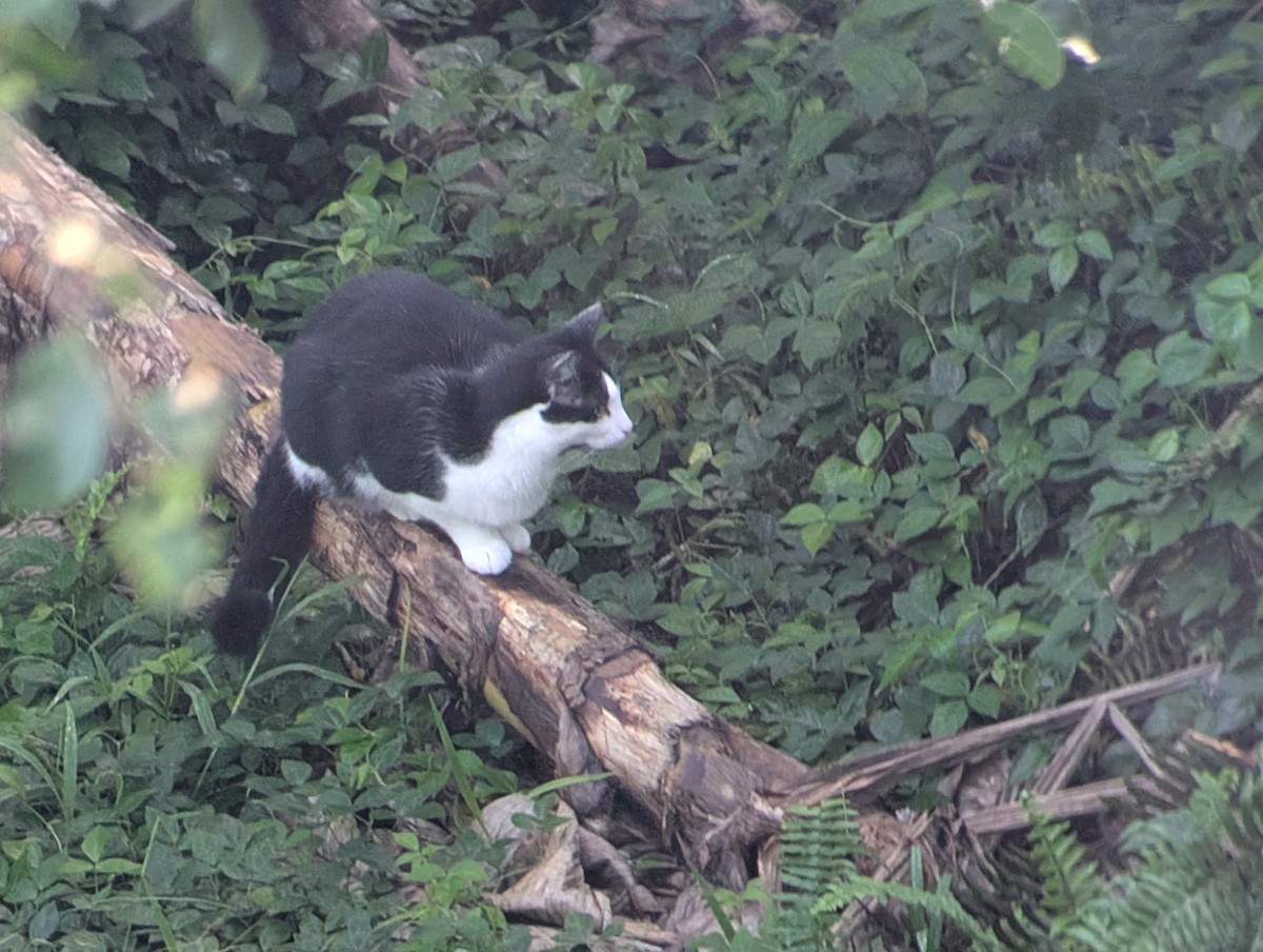 Domestic Cat - ML647080318