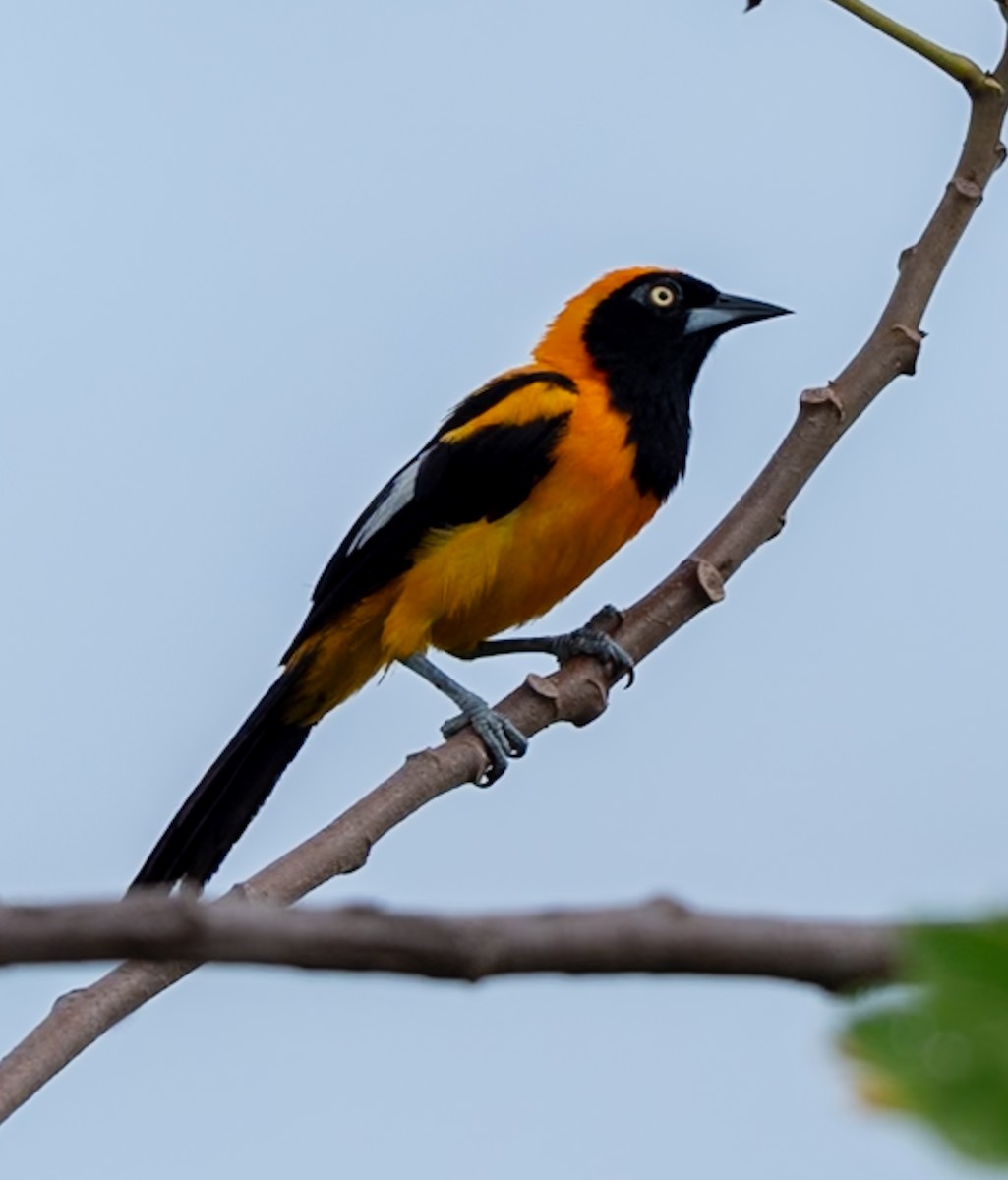 コシアカムクドリモドキ - ML647080319