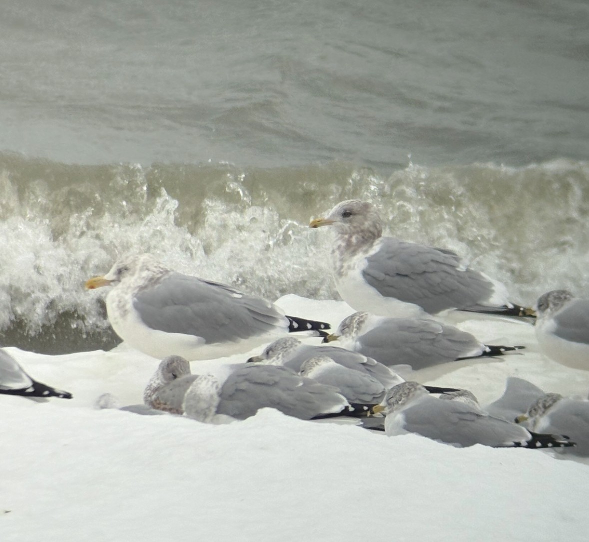 アイスランドカモメ - ML647080322