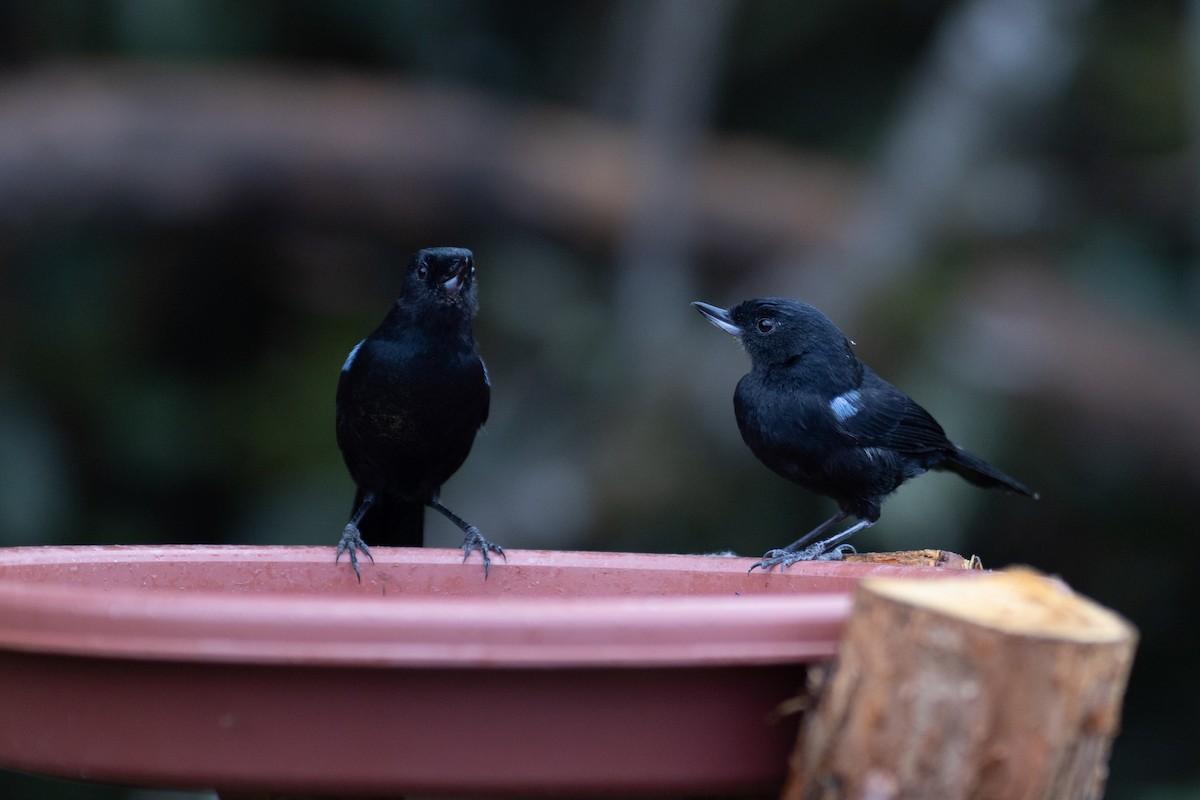 Percefleur de Lafresnaye - ML647080328