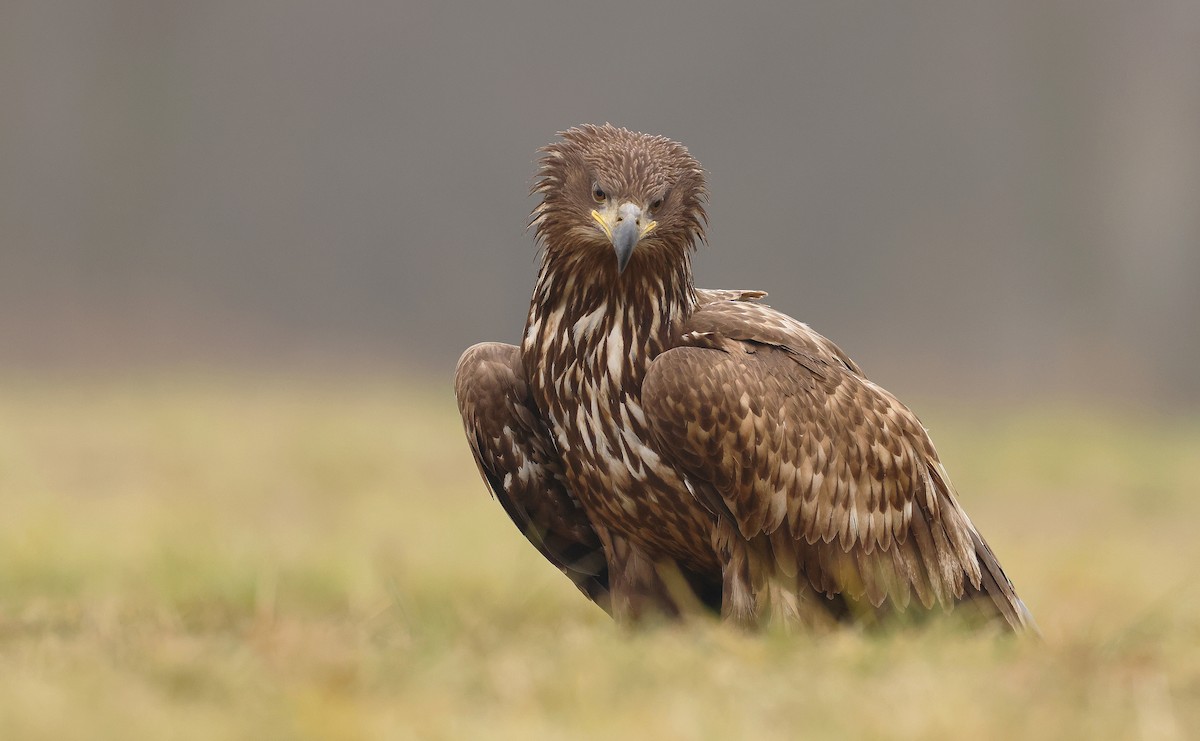 White-tailed Eagle - Weronika Pióro