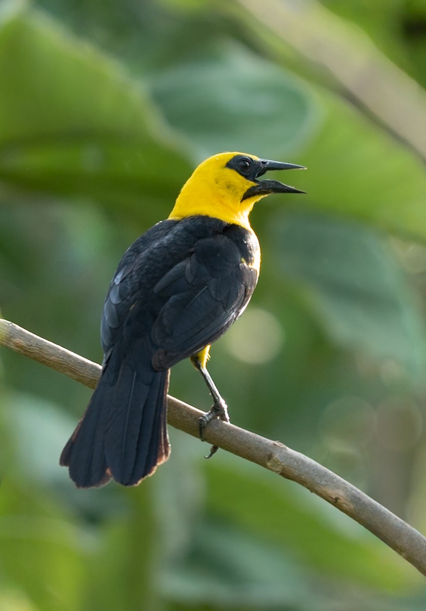 オオムクドリモドキ - ML647080340