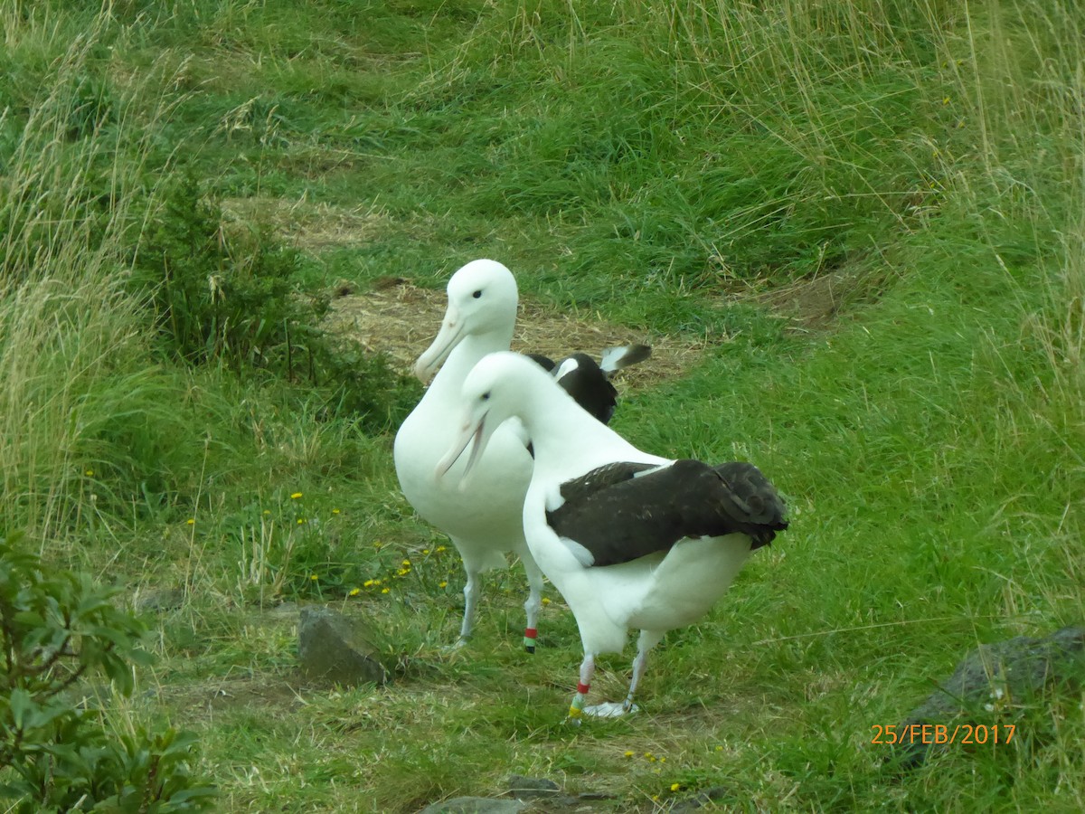 Northern Royal Albatross - ML647080343