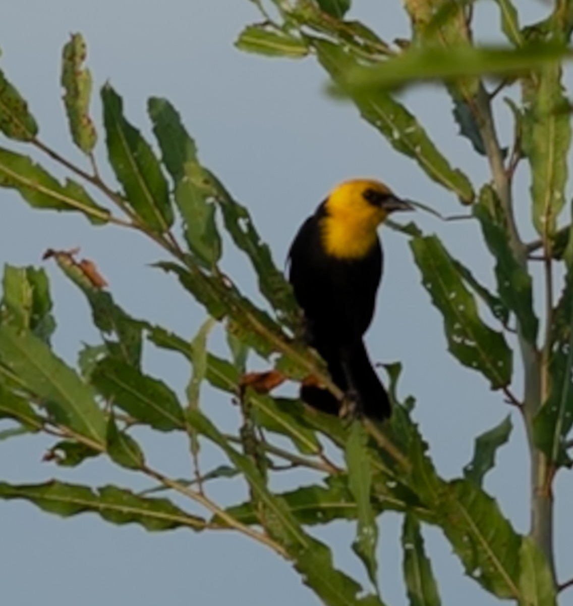 キガシラハゴロモガラス - ML647080345