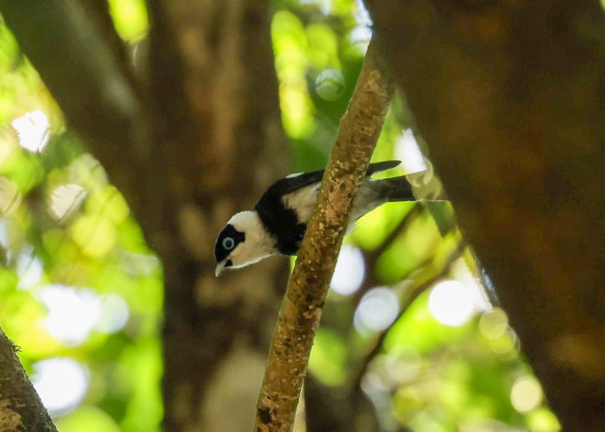 Pied Monarch - ML647080347