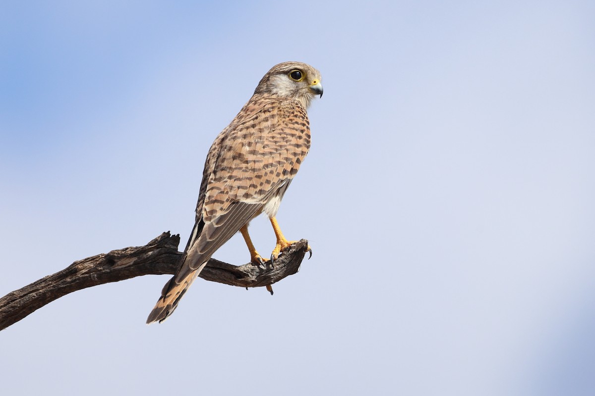 בז מצוי - ML647080351