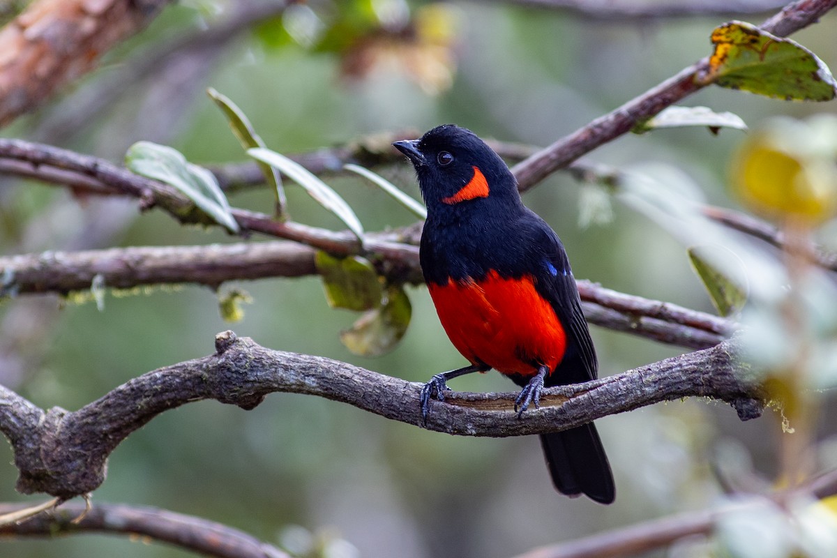 Tangara à ventre rouge (groupe lunulatus) - ML647080354