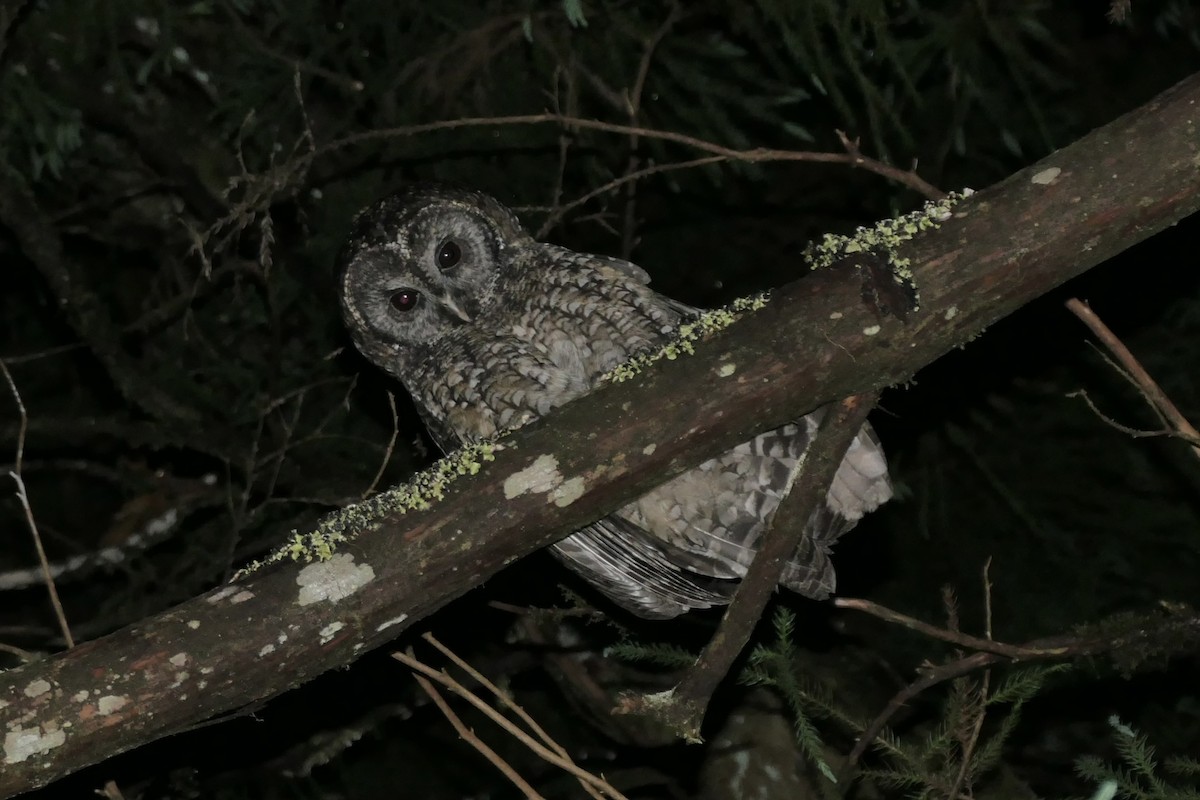 Himalayan Owl - ML647080356