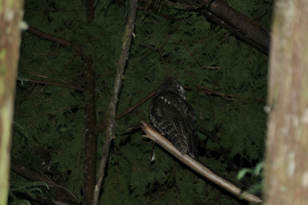 Himalayan Owl - ML647080357