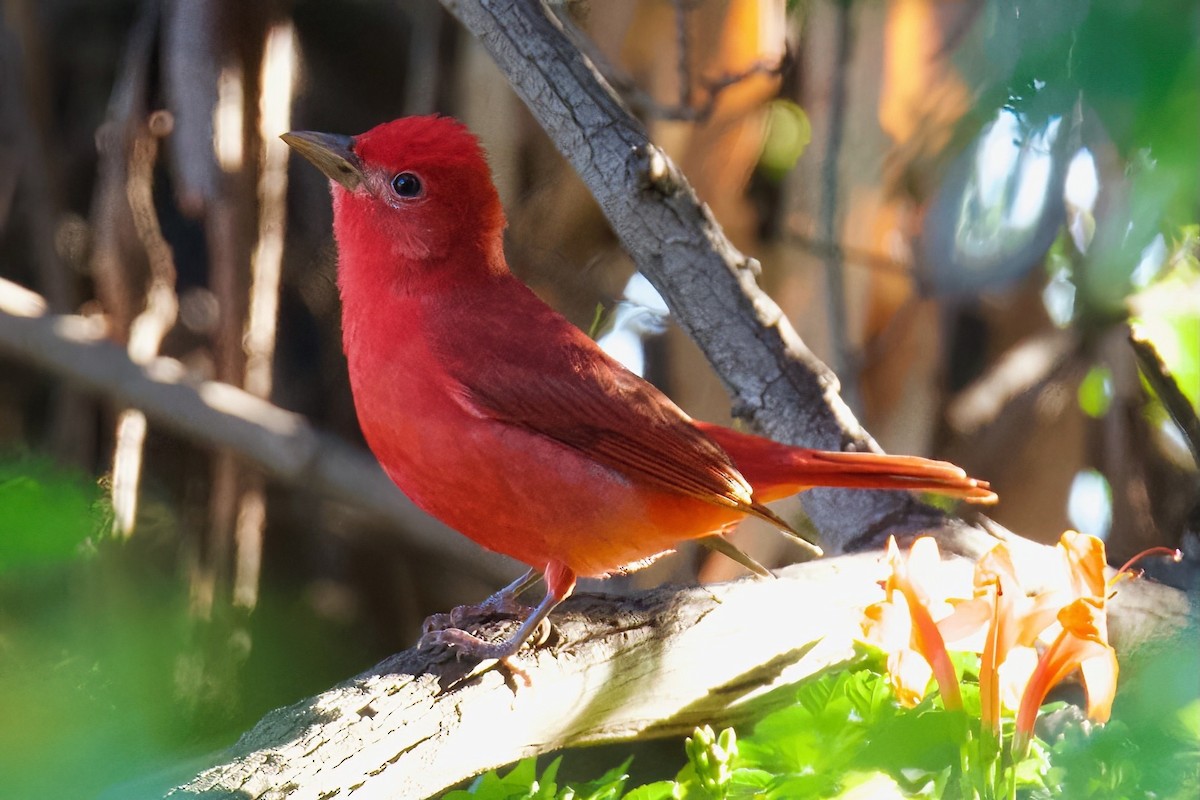 Summer Tanager - ML647080359