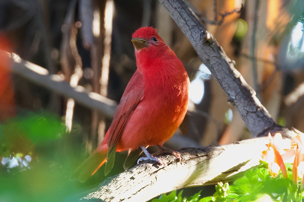 Summer Tanager - ML647080360