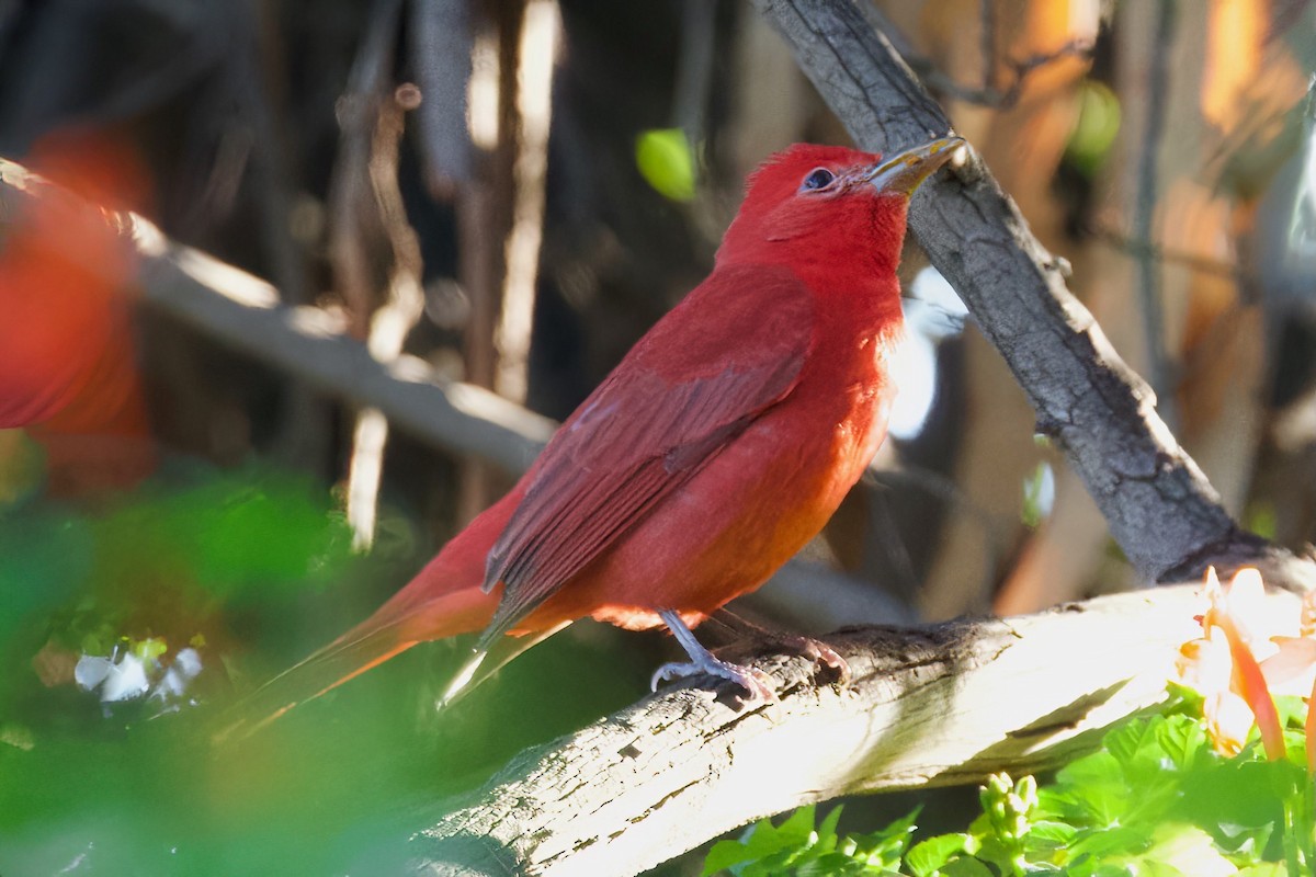 Summer Tanager - ML647080364