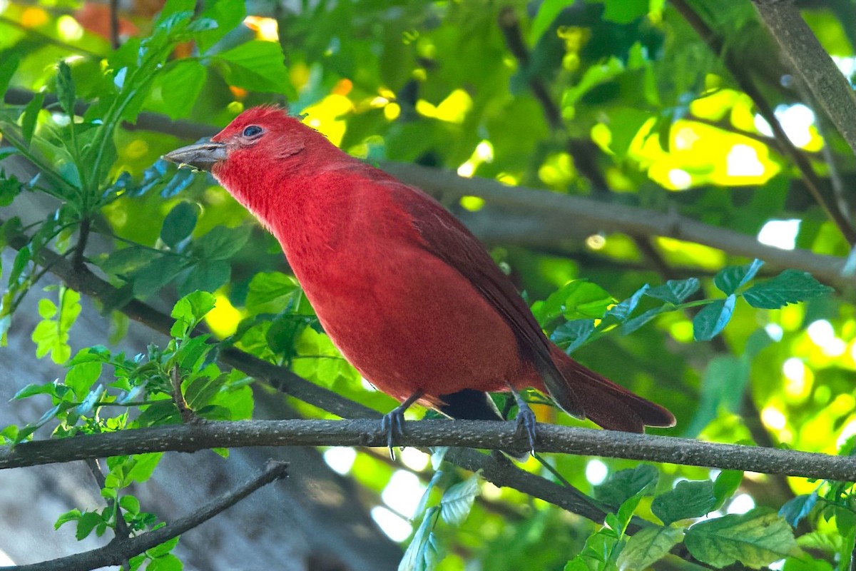 Summer Tanager - ML647080365