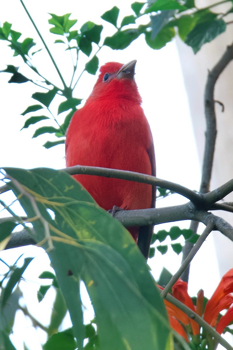 Summer Tanager - ML647080366