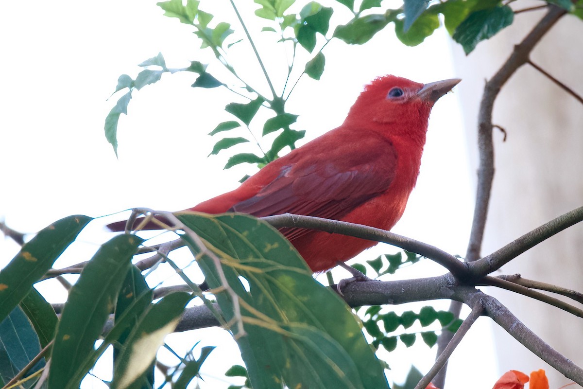 Summer Tanager - ML647080367