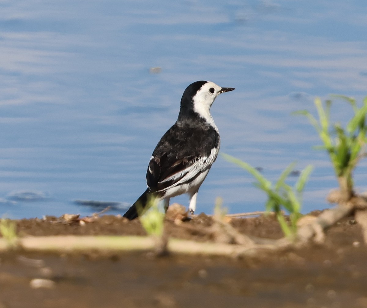 White Wagtail - ML647080368