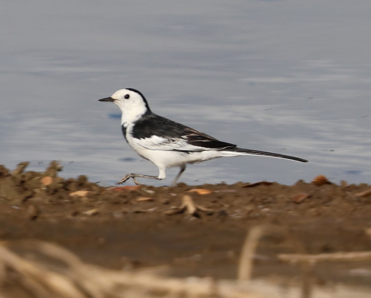White Wagtail - ML647080369