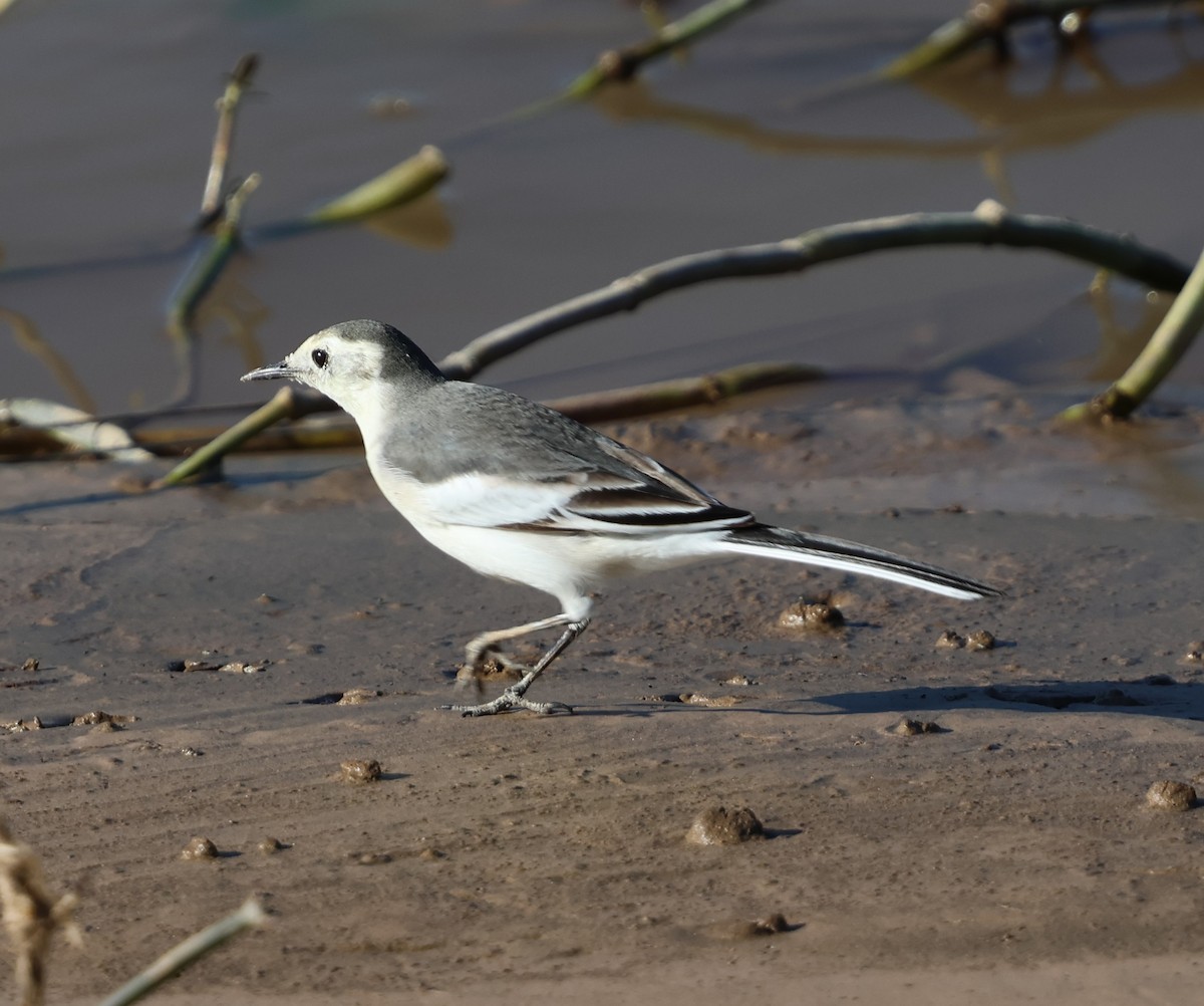 White Wagtail - ML647080370