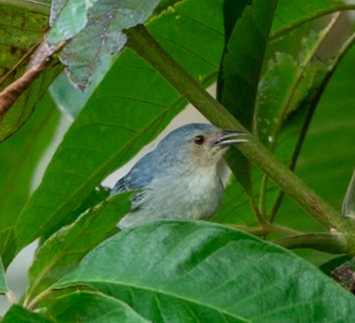 セアオマルハシミツドリ - ML647080371